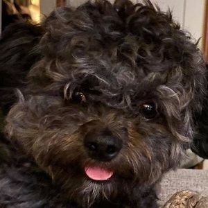 Meet your Posher, Lois